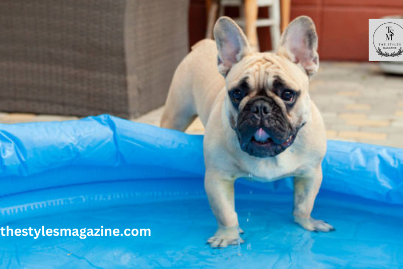French Bulldogs And Southern Heat: How To Keep Your Pup Cool