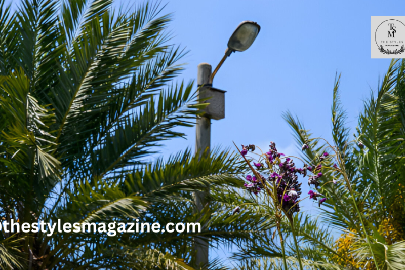 Self Cleaning Street Light Palm Oil: A Smart Innovation For Cleaner, Safer Cities